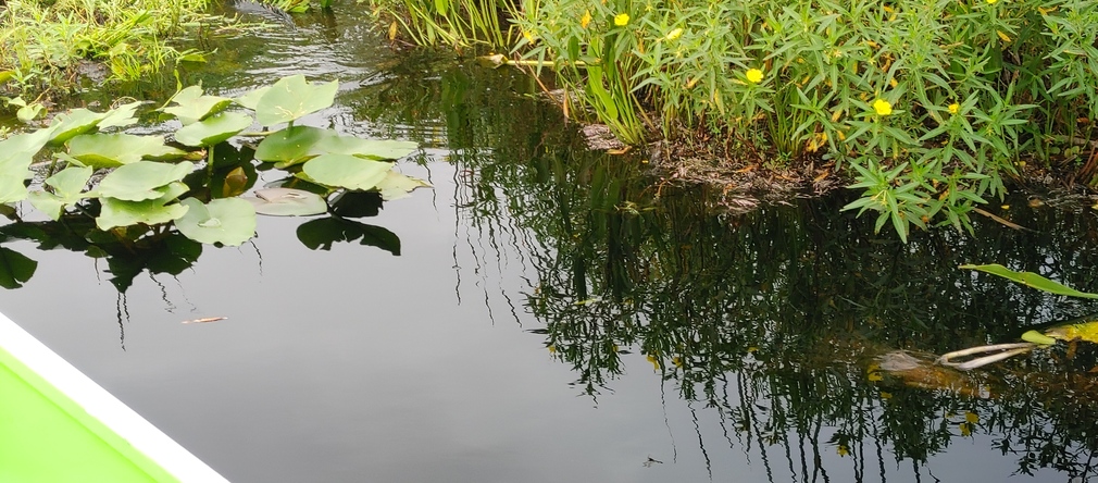 Osceola County, Florida - Serene Waterway