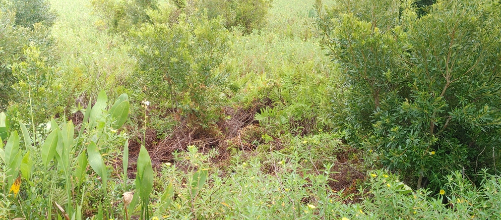 Osceola County, Florida - Lush Greenery and Natural Habitat
