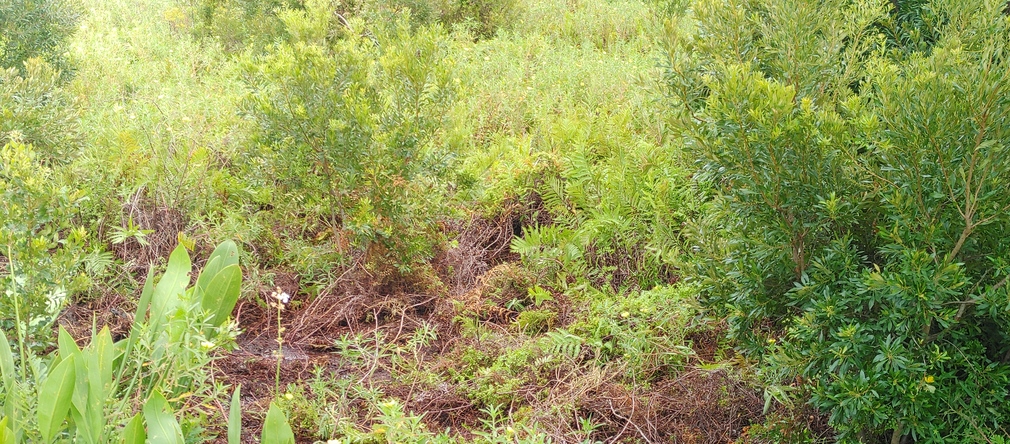 Osceola County, Florida - Wetland Habitat
