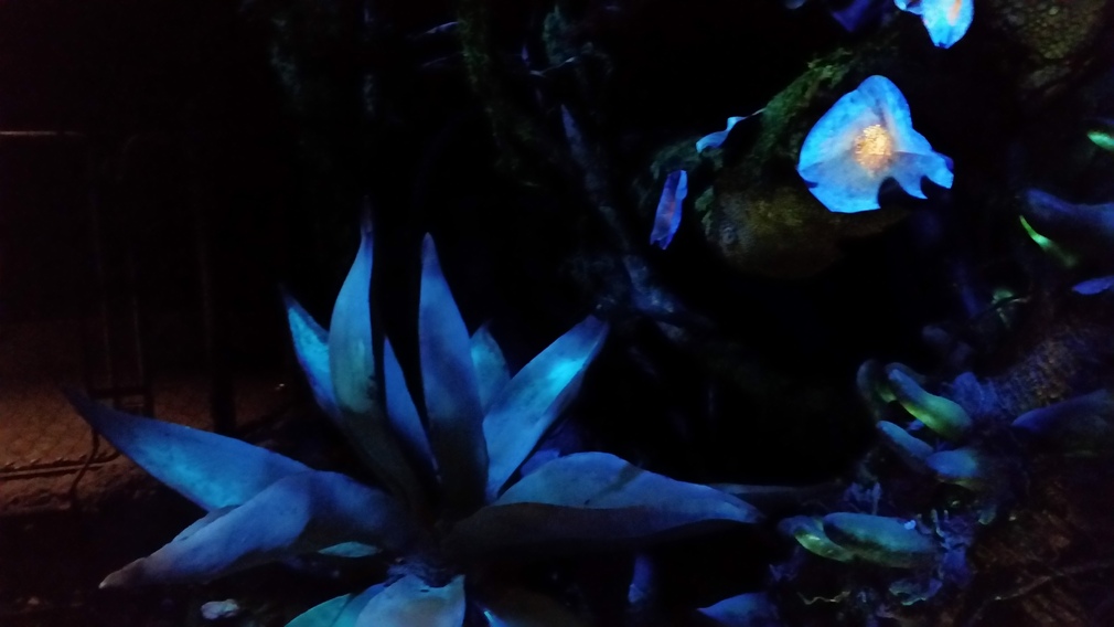 Glowing Coral Reef at Night
